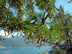 Парк Чёрный дрозд в Муссо на озере Комо