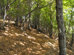 Ботанический путь (1065 м.) | Трекинг от Бриенно до вершины горы Комана
