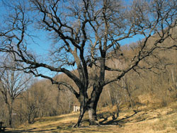 Векового дуба Роголоне (480 м.) | Трекинг от Менаджо до векового дуба Роголоне
